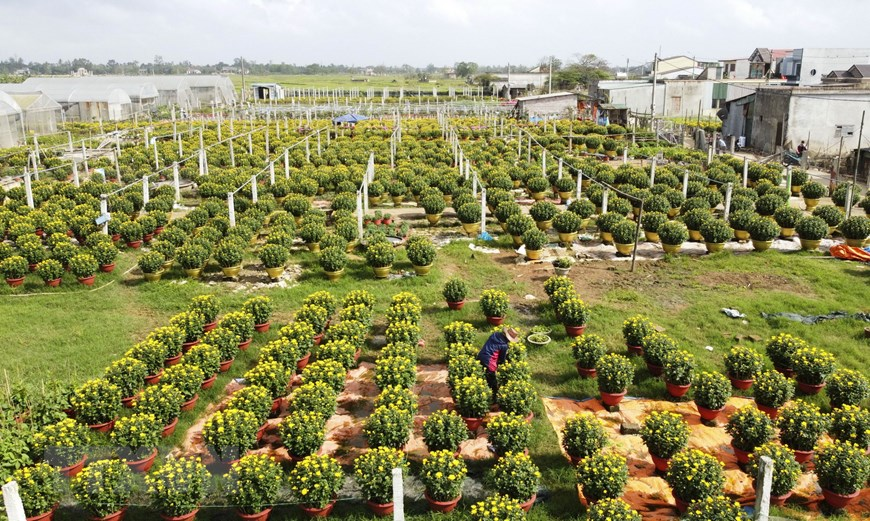 Picturesque scene at Vietnam’s famous flower villages ahead of Tet Picturesque scene at Vietnam’s famous flower villages ahead of Tet